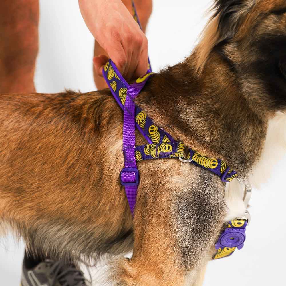 Zee.Dog Zmiley Softer Walk Dog Harness