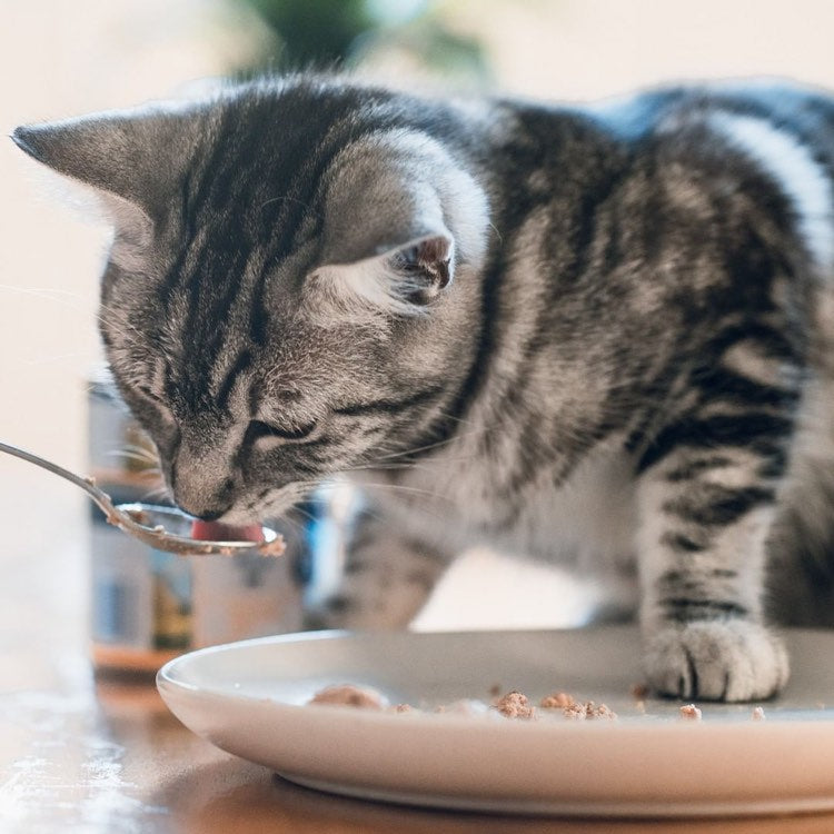 ZiwiPeak Canned Cat Food — Perfect For Added Hydration