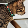 Zee.Cat Bali Cat Collar - Kohepets