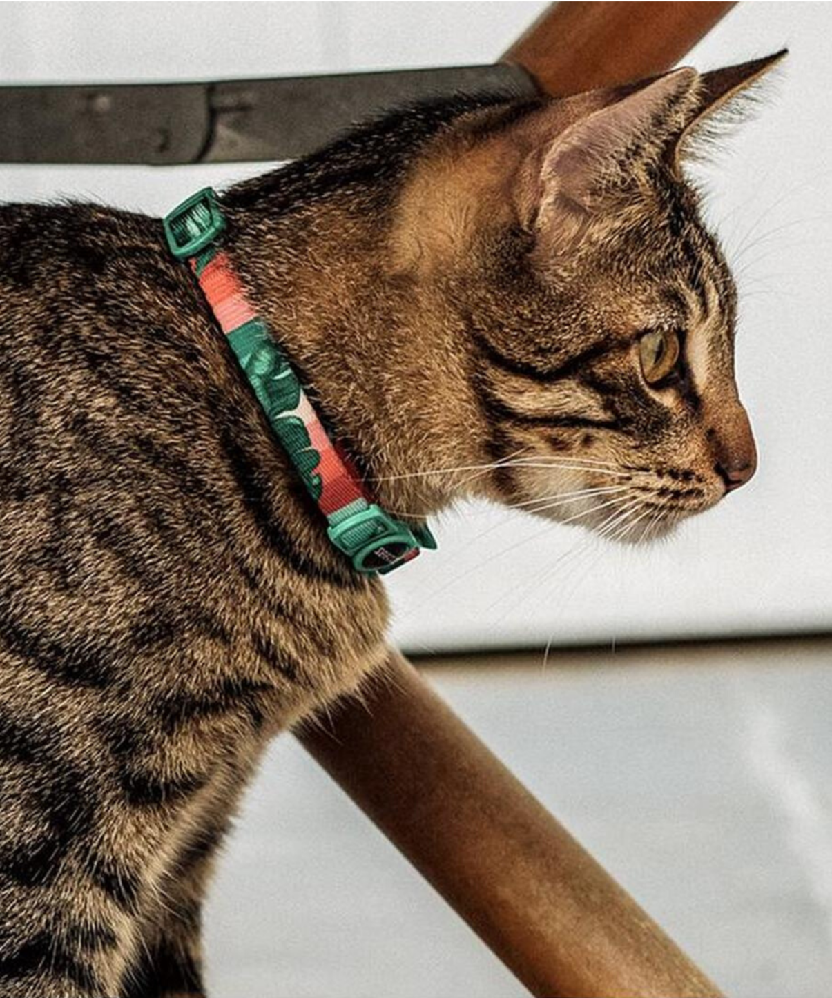 Zee.Cat Bali Cat Collar - Kohepets