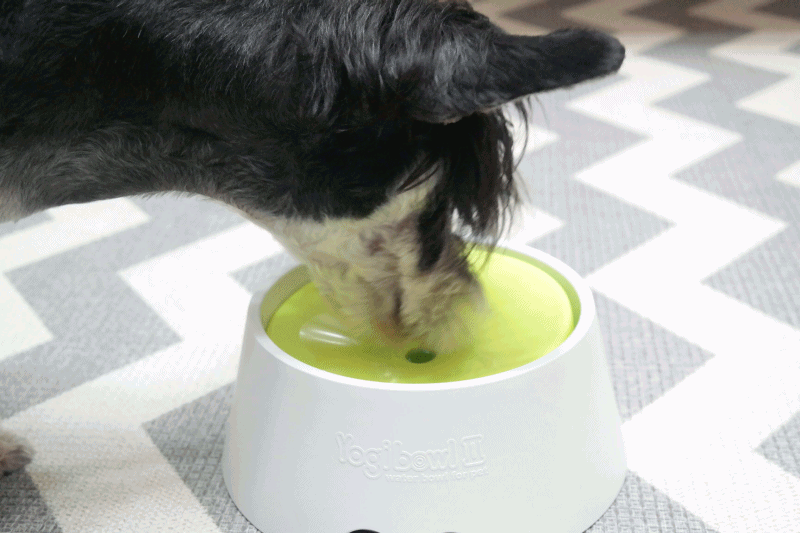 Yogi Water Bowl II - Kohepets