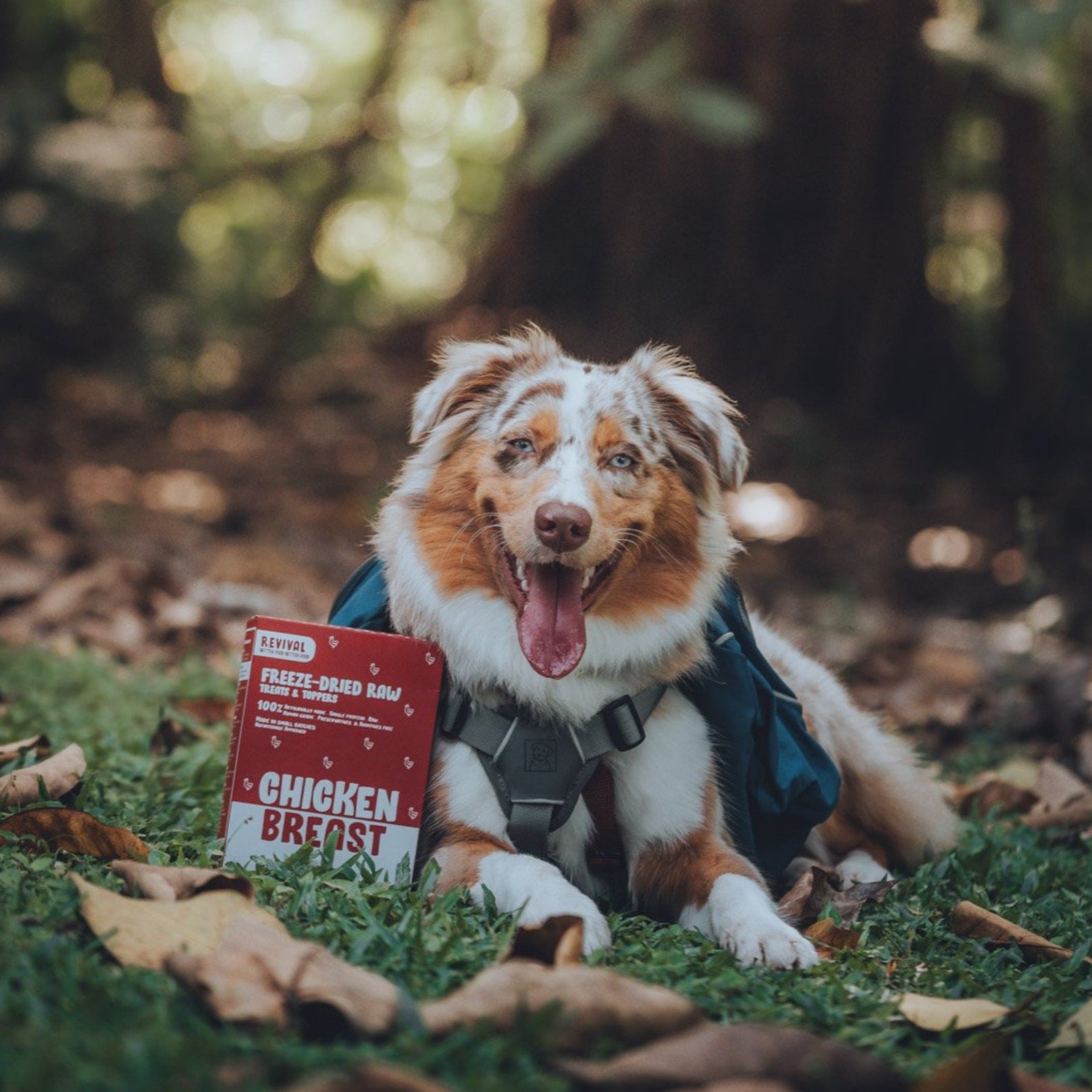 Revival Probiotic Chicken Breast Freeze-Dried Raw Treats For Cats & Dogs 50g - Kohepets