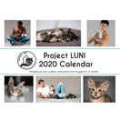 Project Luni Kitten Calendar 2020