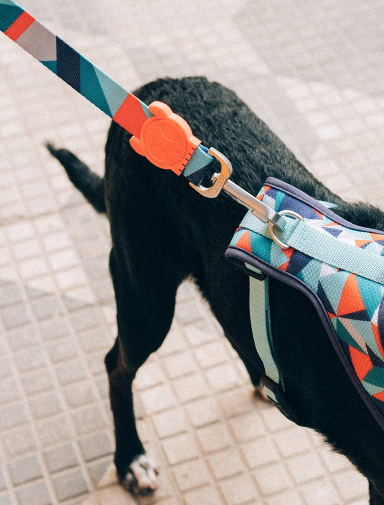 Zee Dog Ella Leash - Large - Kohepets