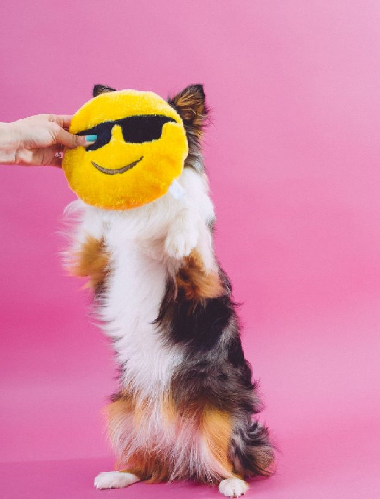 ZippyPaws Squeakie Emojiz Cool Dude Dog Toy - Kohepets