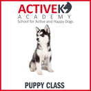 Active K9 Academy Puppy Training Group Class