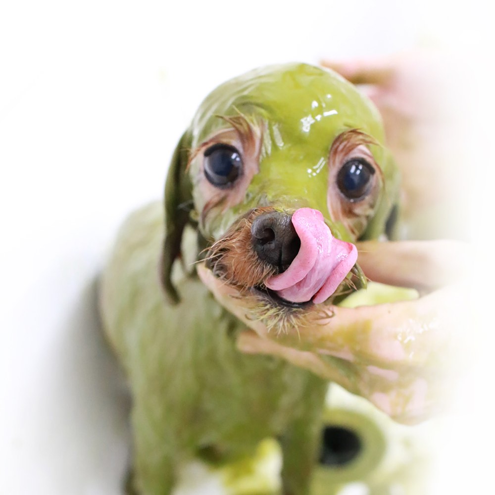 Animal Ayurveda Doctor's Health Herb Skin & Hair Treatment For Dogs 1kg - Kohepets