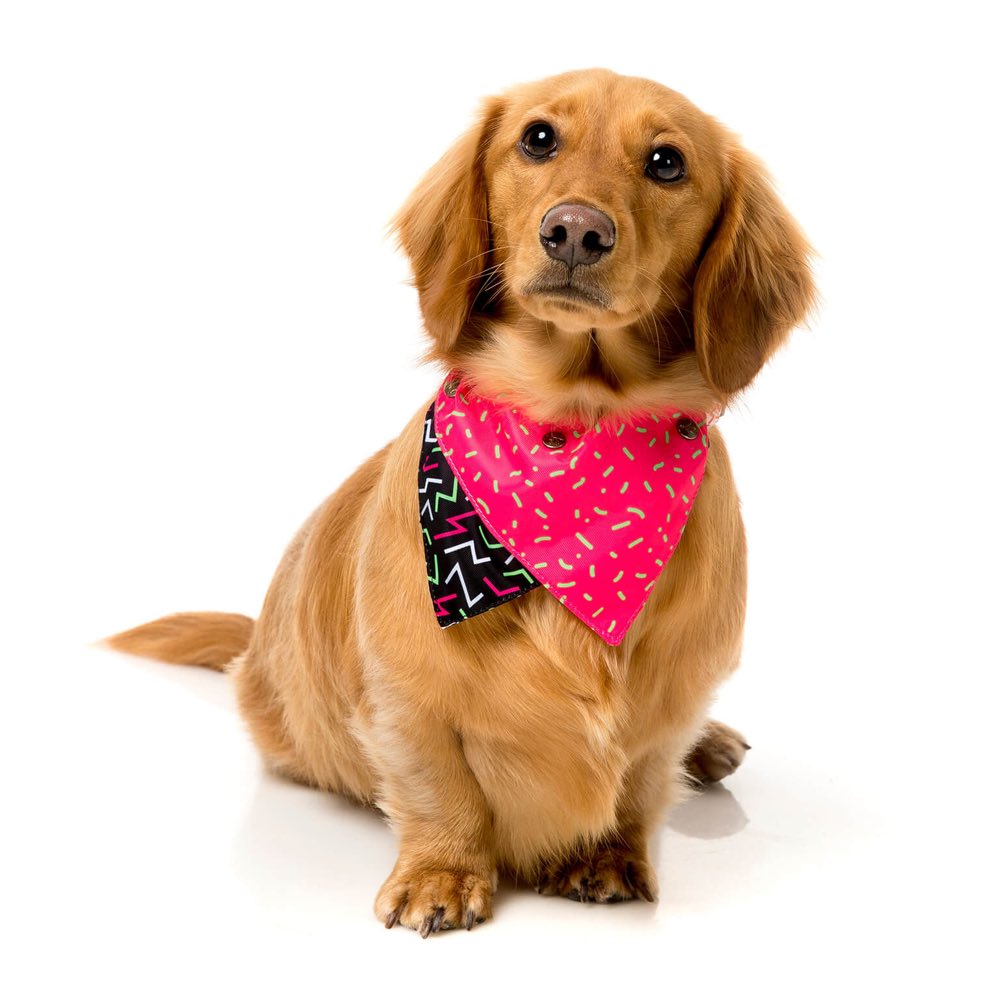 FuzzYard Juicy Pet Bandana (Medium/Large) - Kohepets