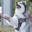 Boss & Olly Active Dog Harness (Aztec Rainbow)
