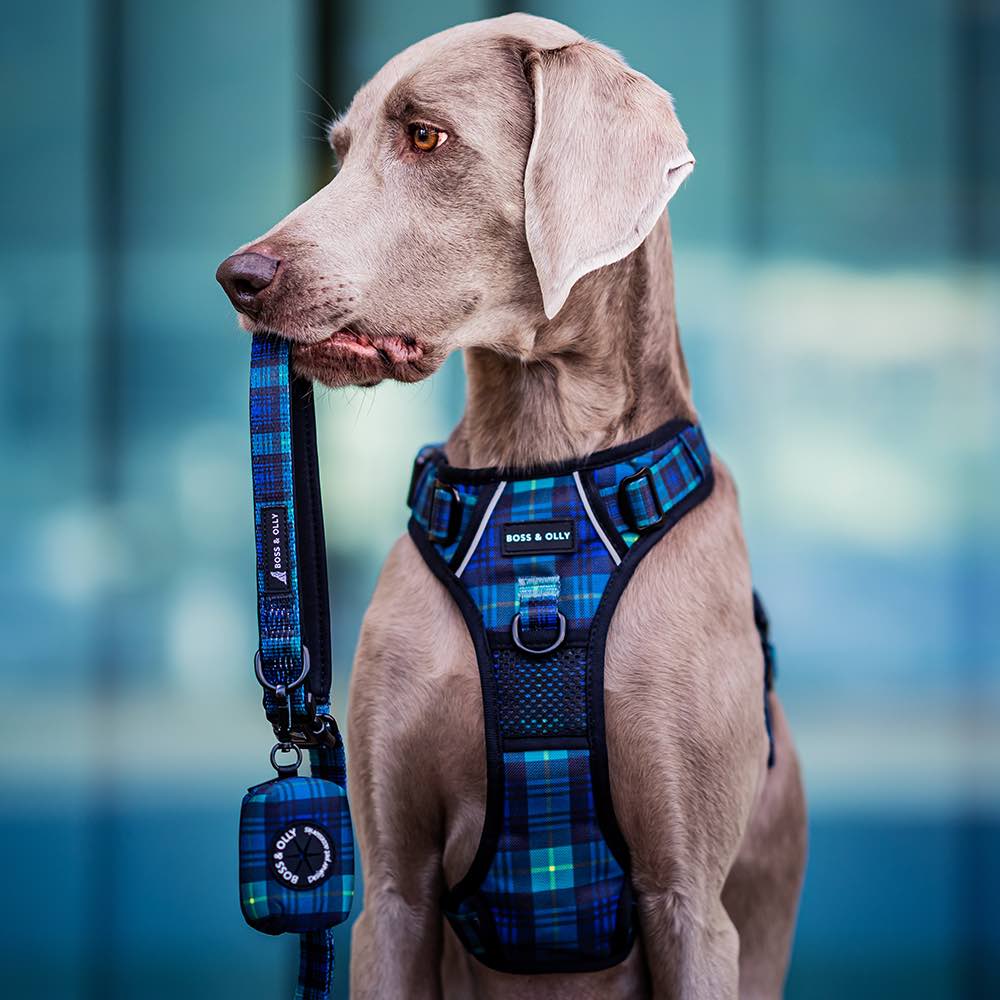 Boss & Olly Active Dog Harness (Forest Plaids) Kohepets