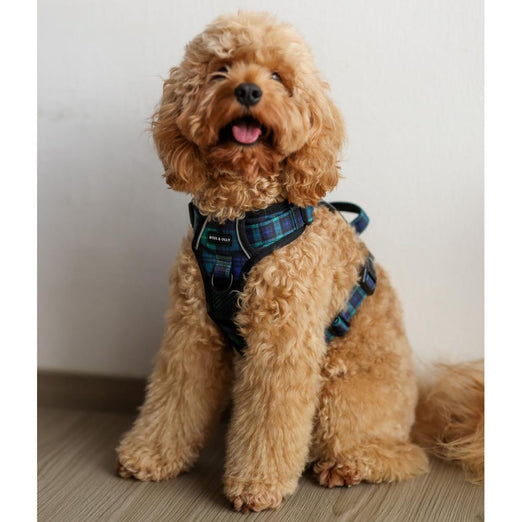 Boss & Olly Active Dog Harness (Forest Plaids) Kohepets