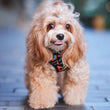 Boss & Olly Adjustable Dog Harness (Aztec Rainbow)