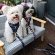 Boss & Olly Adjustable Dog Harness (Midnight Dreams)