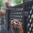 Boss & Olly Convertible Multi-Functional Dog Leash (Aztec Rainbow)