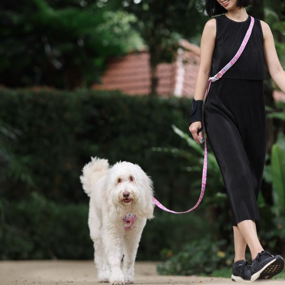 Boss & Olly Convertible Multi-Functional Dog Leash (Fruity Sorbet)