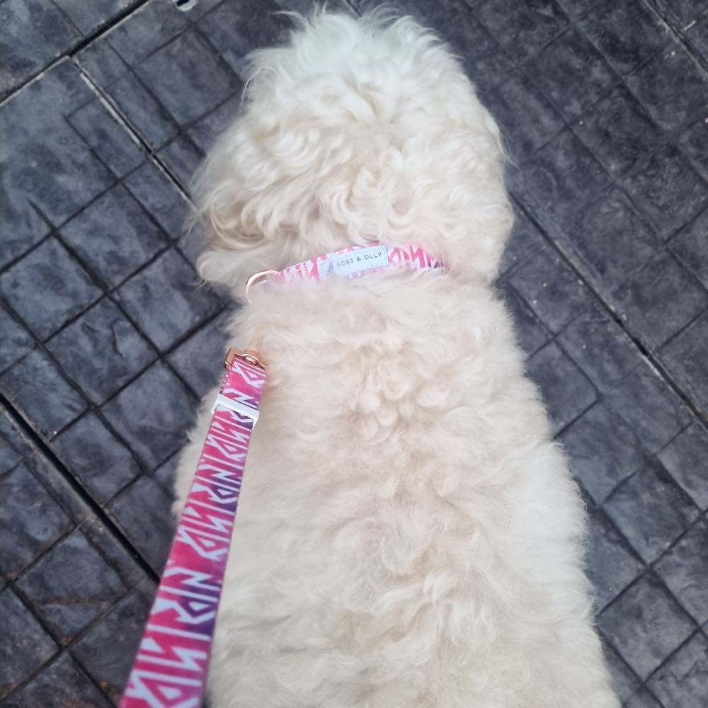 Boss & Olly Convertible Multi-Functional Dog Leash (Fruity Sorbet)