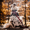 Boss & Olly Convertible Multi-Functional Dog Leash (Lumberjack Plaids)