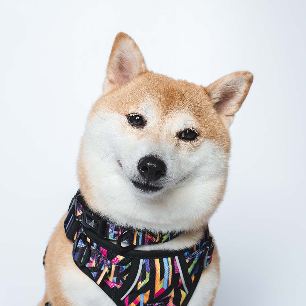 Boss & Olly Dog Collar (Aztec Rainbow)