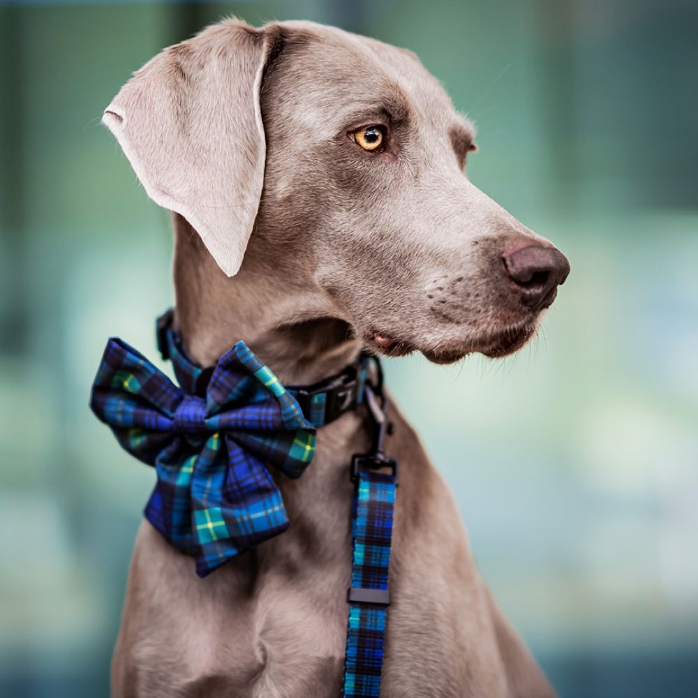 Boss & Olly Dog Collar (Forest Plaids) Kohepets
