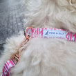 Boss & Olly Dog Collar (Fruity Sorbet)