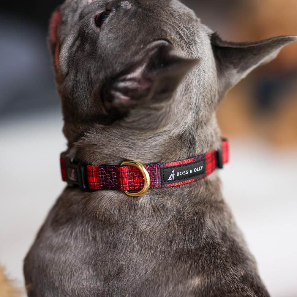 Boss & Olly Dog Collar (Lumberjack Plaids) Kohepets