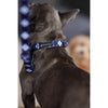Boss & Olly Dog Collar (Nautical Plaids)