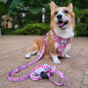 Boss & Olly Active Dog Harness (Fruity Sorbet)