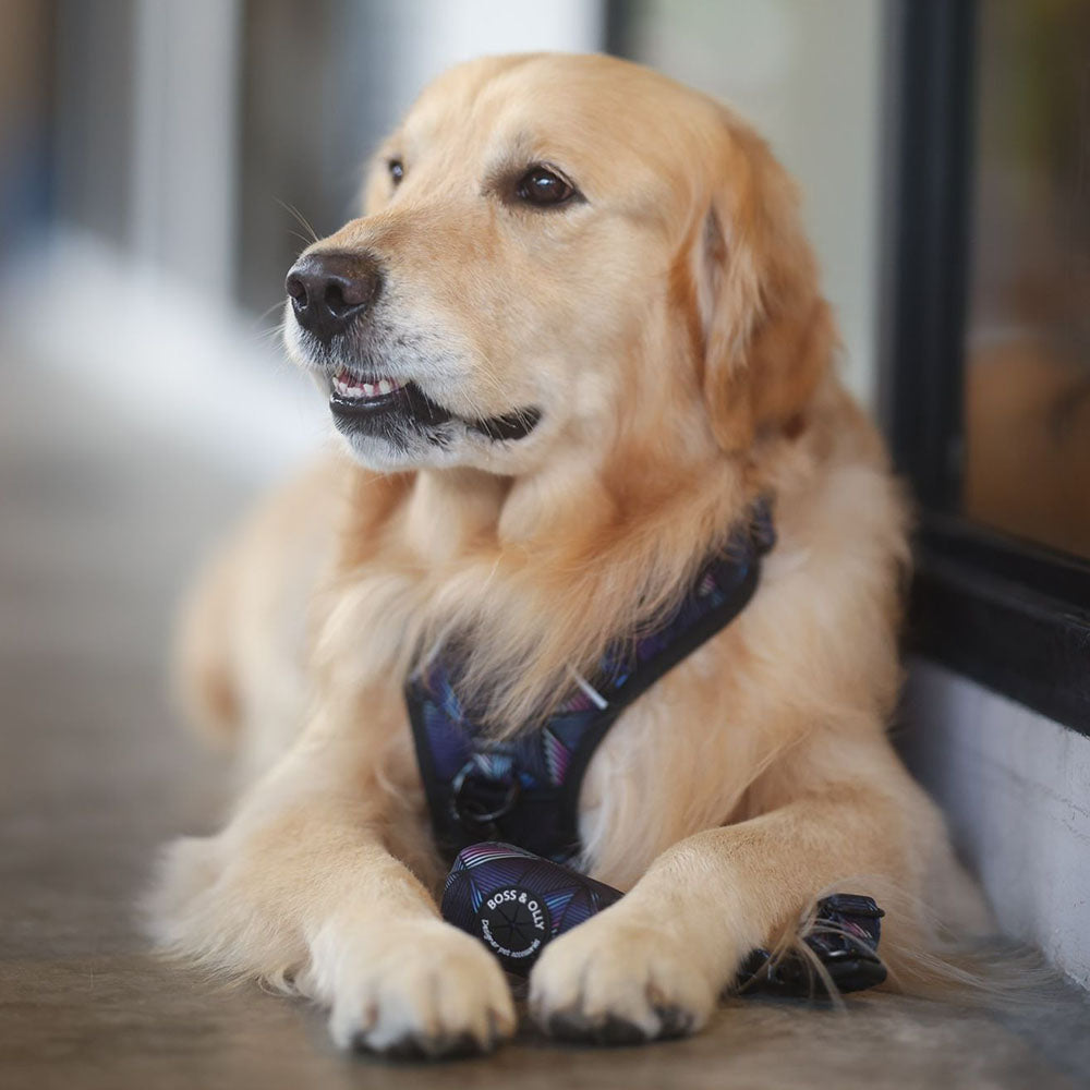 Boss & Olly Dog Poo Bag Holder (Midnight Dreams)