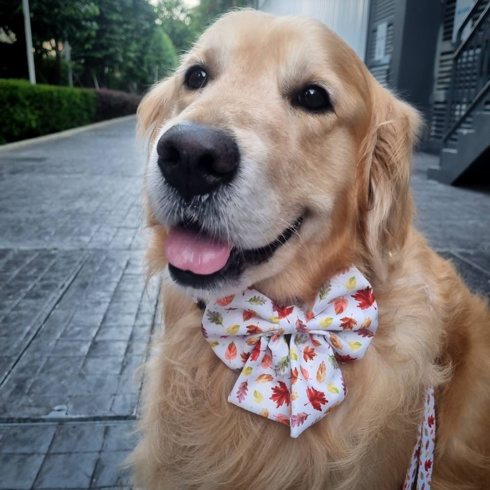 Boss & Olly Dog Collar (Autumn Leaves)