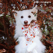 Boss & Olly Sailor Bow For Dogs (Autumn Leaves)