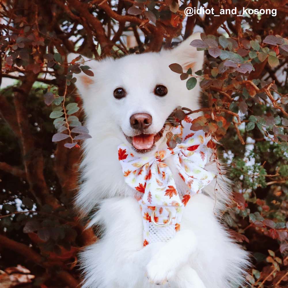 Boss & Olly Sailor Bow For Dogs (Autumn Leaves)