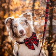 Boss & Olly Sailor Bow For Dogs (Lumberjack Plaids)