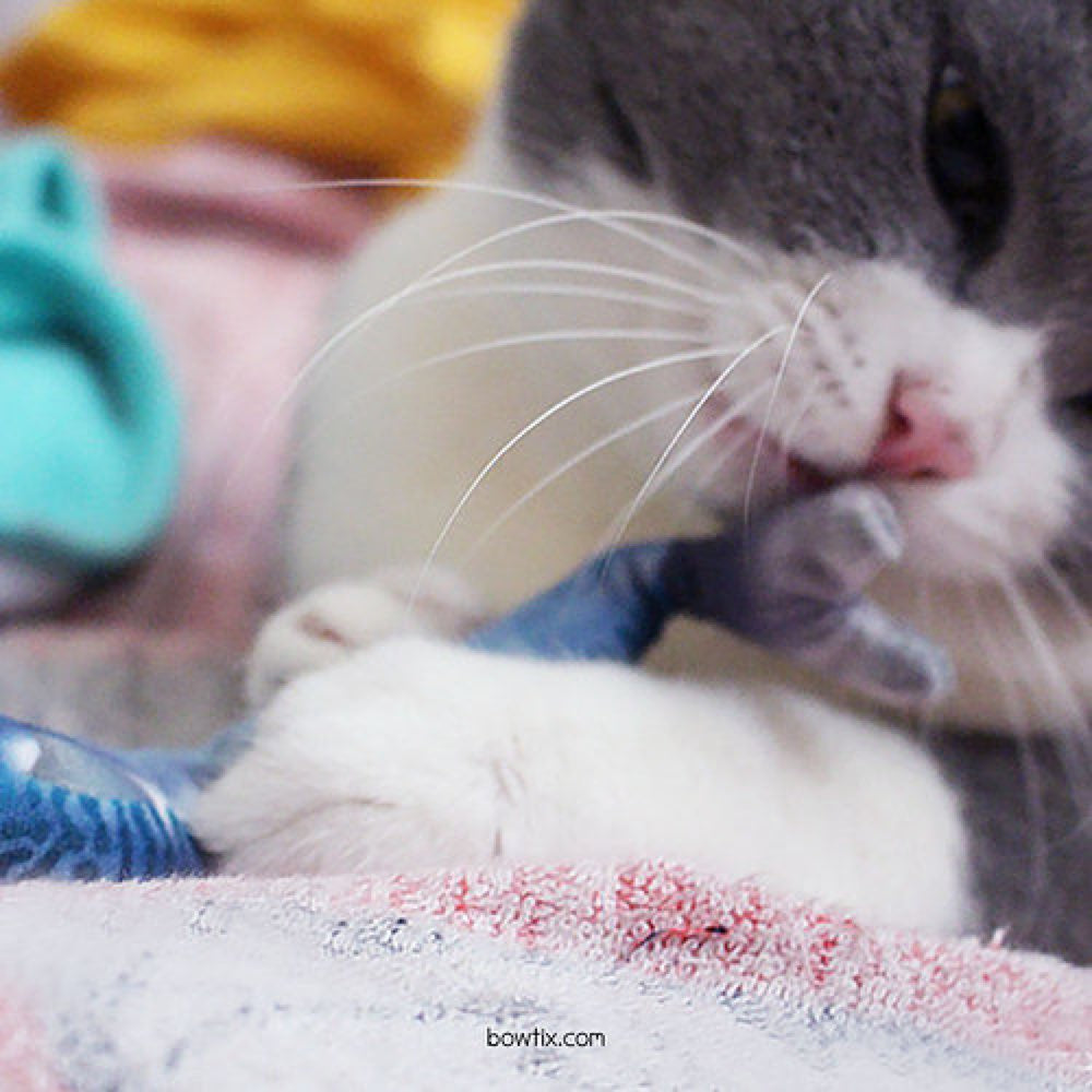 Bowtix Fish Market Catnip-Filled Cat Toy - Kohepets