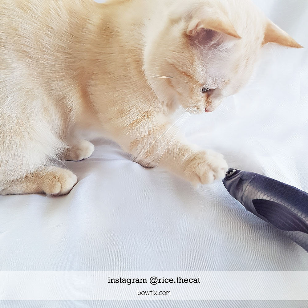 Bowtix Fish Market Catnip-Filled Cat Toy - Kohepets