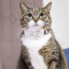 Bowtix Handmade Cat Collar With Removable Bowtie - Cat Friends - Kohepets