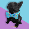 Bowtix Handmade Dog Collar With Removable Bowtie - Sea & Shell - Kohepets
