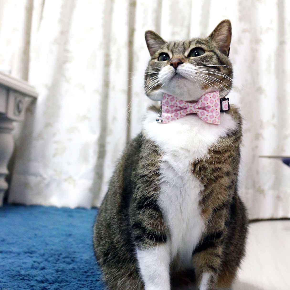 Bowtix Handmade Cat Collar With Removable Bowtie - Sweet Sakura - Kohepets