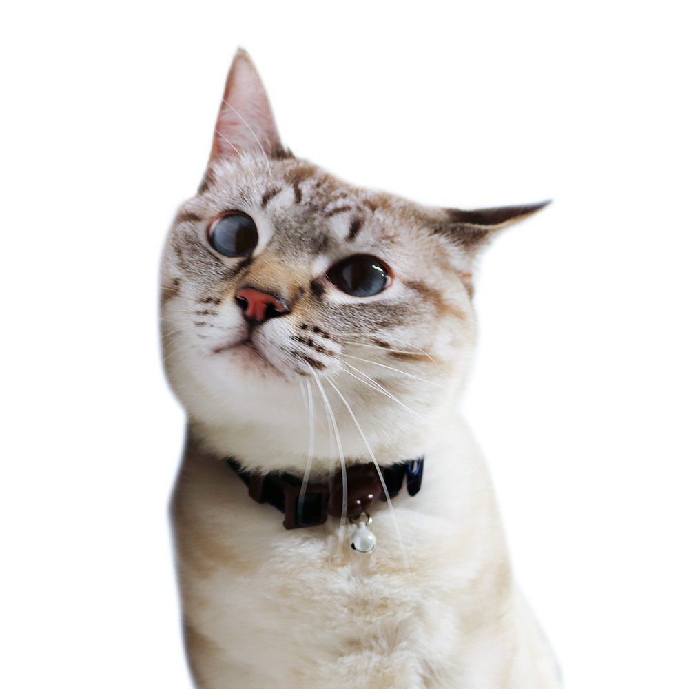 CattyMan Le Collier Luxe Cat Collar (Velvet Blue) - Kohepets