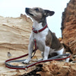 Das Lederband Firenze Leather Dog Leash (Carnelian/Stone)