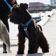 DOG Copenhagen Comfort Walk Air Dog Harness (Ocean Blue)