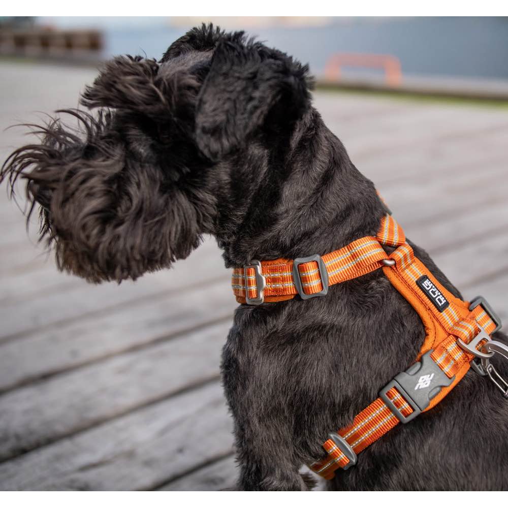DOG Copenhagen Comfort Walk Air Dog Harness (Orange Sun) Kohepets
