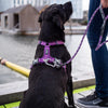 DOG Copenhagen Comfort Walk Air Dog Harness (Purple Passion)
