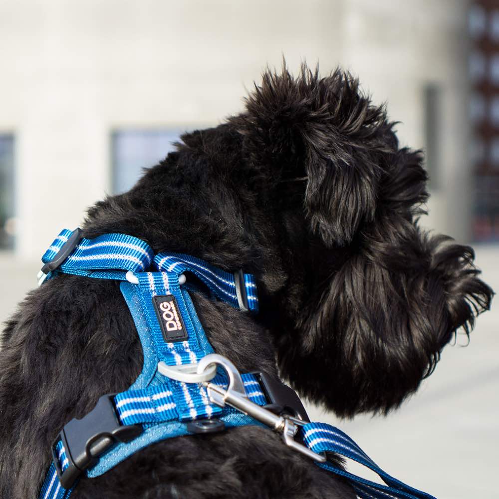 DOG Copenhagen Comfort Walk Air Dog Harness (Black) | Kohepets