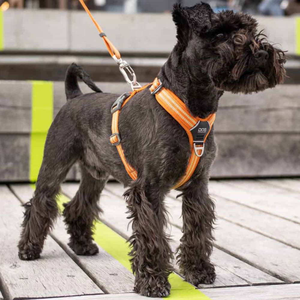 DOG Copenhagen Comfort Walk Air Dog Harness (Orange Sun) Kohepets