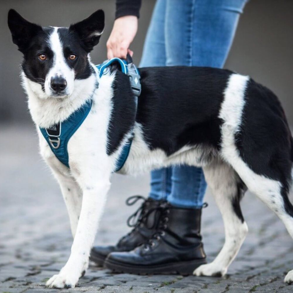 DOG Copenhagen Comfort Walk Pro Dog Harness (Ocean Blue) | Kohepets