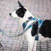 DOG Copenhagen Comfort Walk Pro Dog Harness (Ocean Blue)