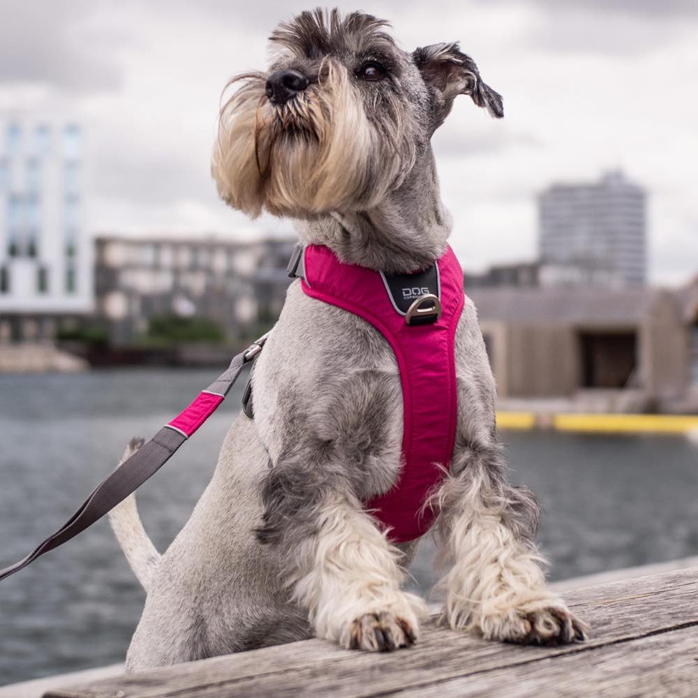 DOG Copenhagen Comfort Walk Pro Dog Harness (Mocca)