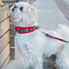 DOG Copenhagen Urban Explorer Dog Collar (Classic Red)