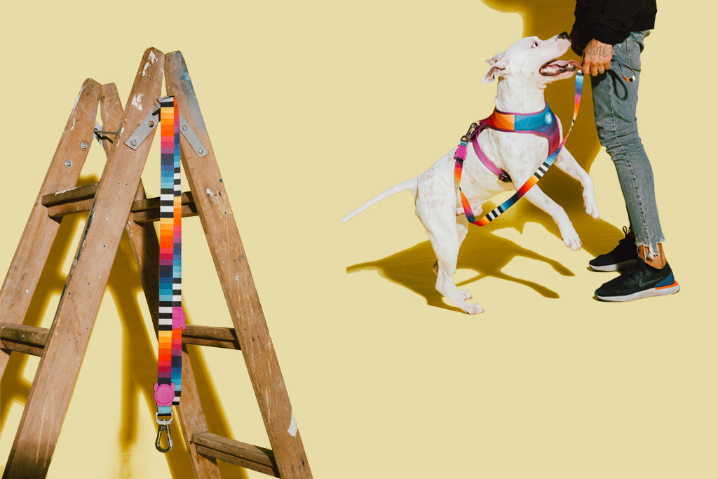 30% OFF: Zee.Dog Dog Leash (Prisma) - Kohepets