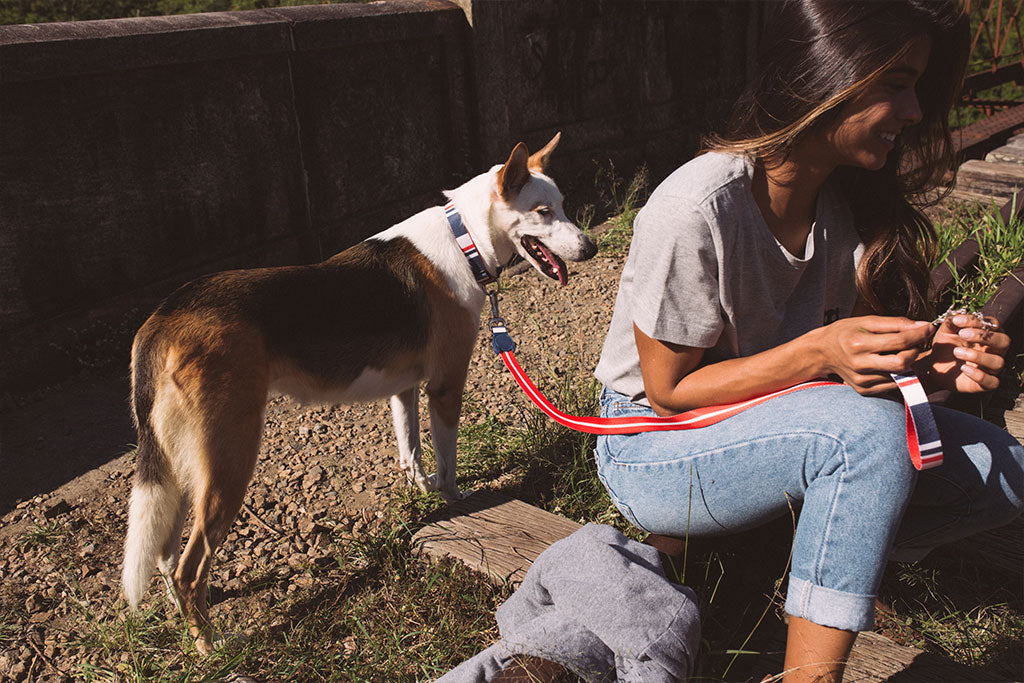 30% OFF: Zee.Dog Dog Leash (Rocket) - Kohepets